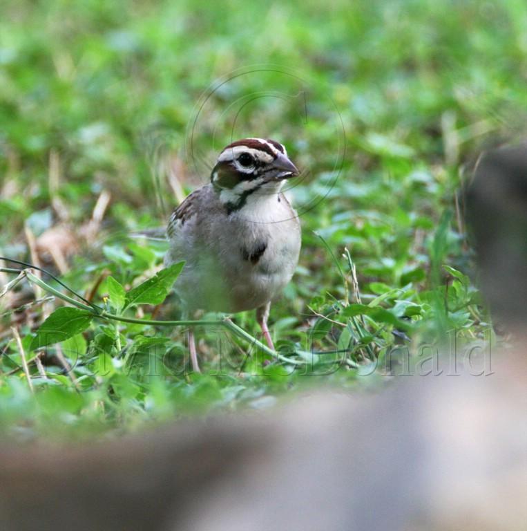 Lark Sparrow_2436.jpg