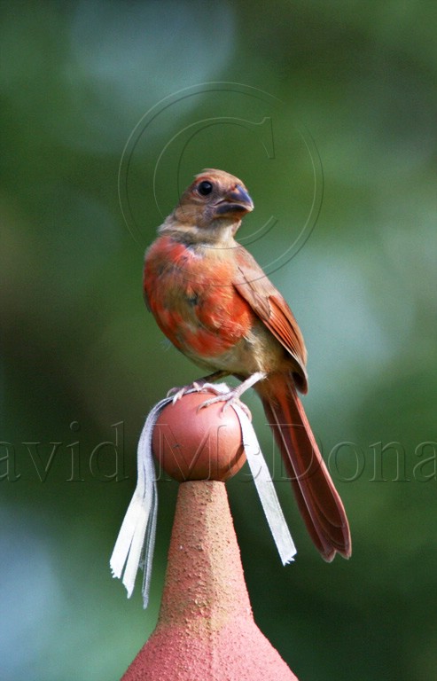 Northern Cardinal - juvenile male_2643.jpg