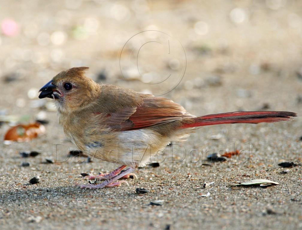 Northern Cardinal - juvenile female_2651.jpg