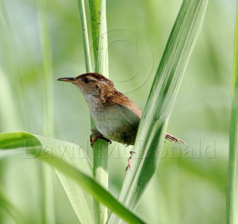 Marsh Wren_2665.jpg