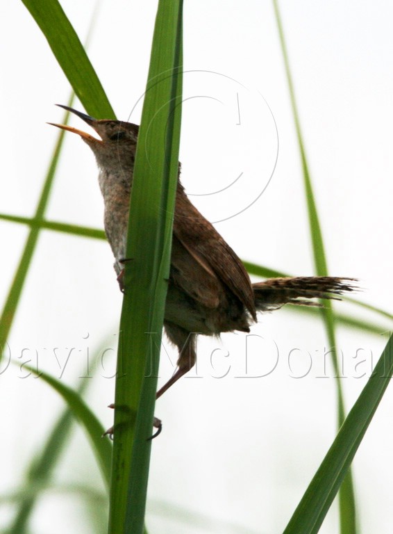 Marsh Wren_2776.jpg