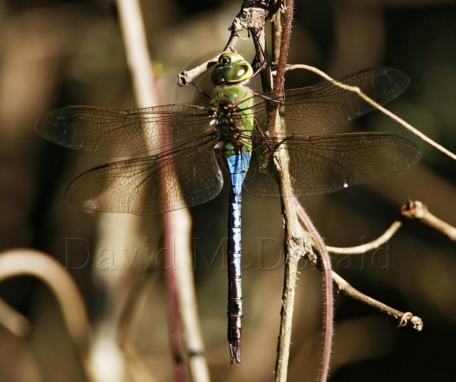 Eastern Pondhawk -1 male_4880.jpg