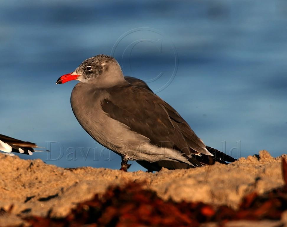Heermanns Gull - 2nd winter_3265.jpg