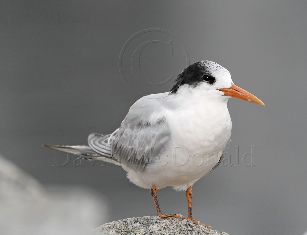 Elegant Tern - juvenile_4713 copy.jpg