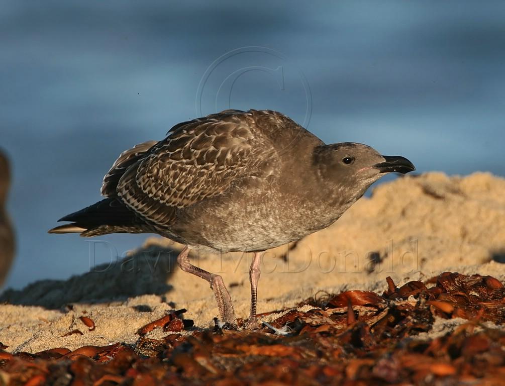 Western Gull - juvenile_3217.jpg