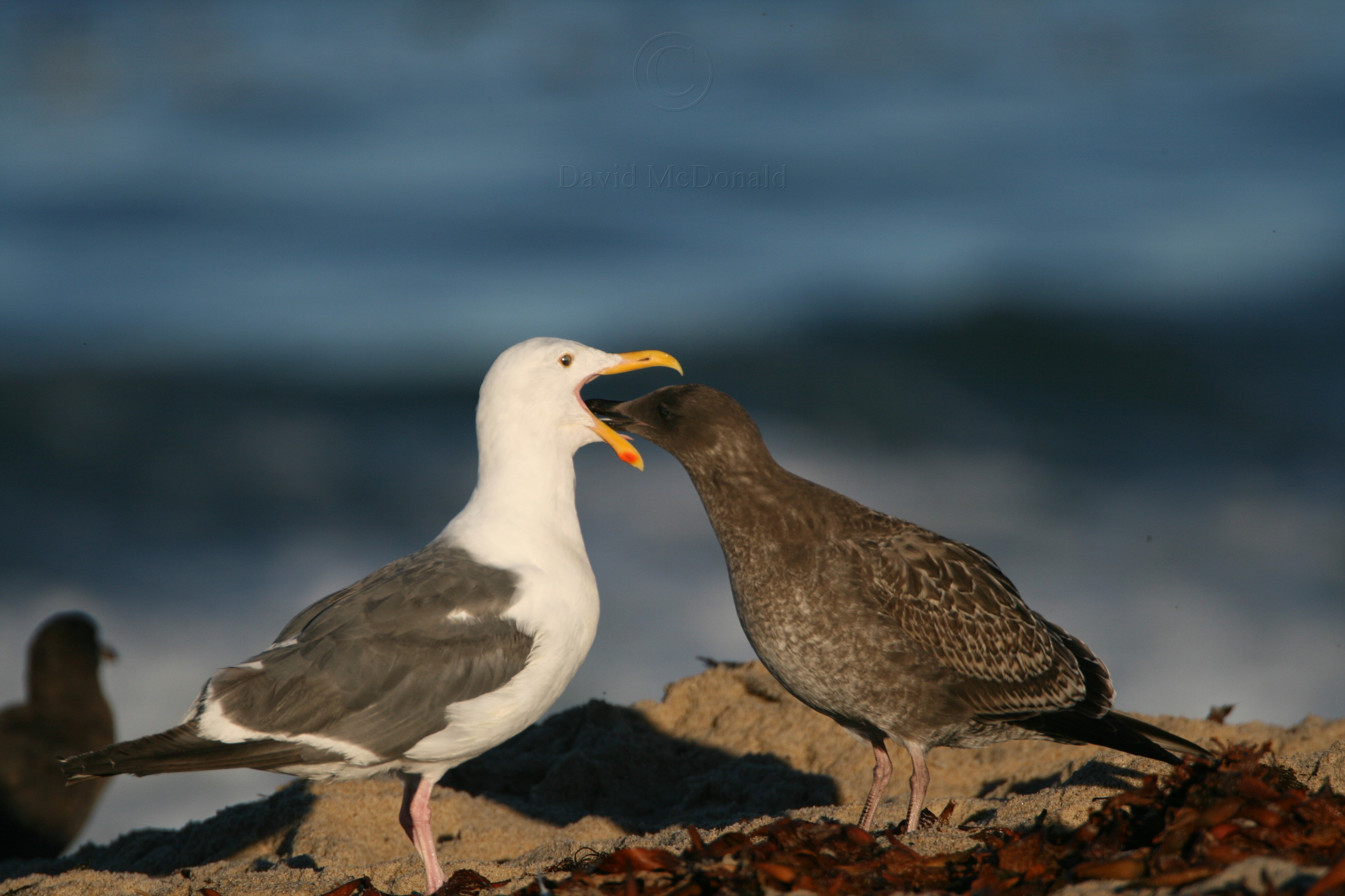 Western Gull feeding baby_3212.JPG