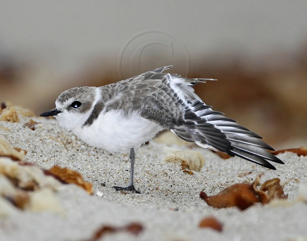 Snowy Plover - non-breeding_4625.jpg