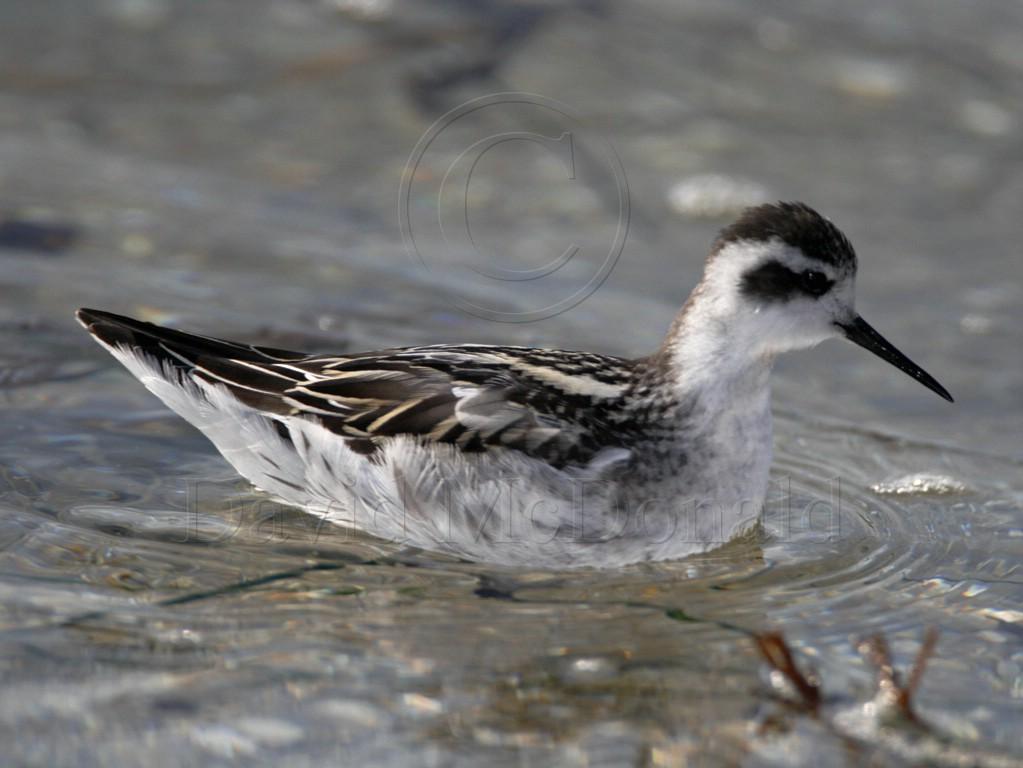 Red-necked Phalarope - juvenile_4824.jpg