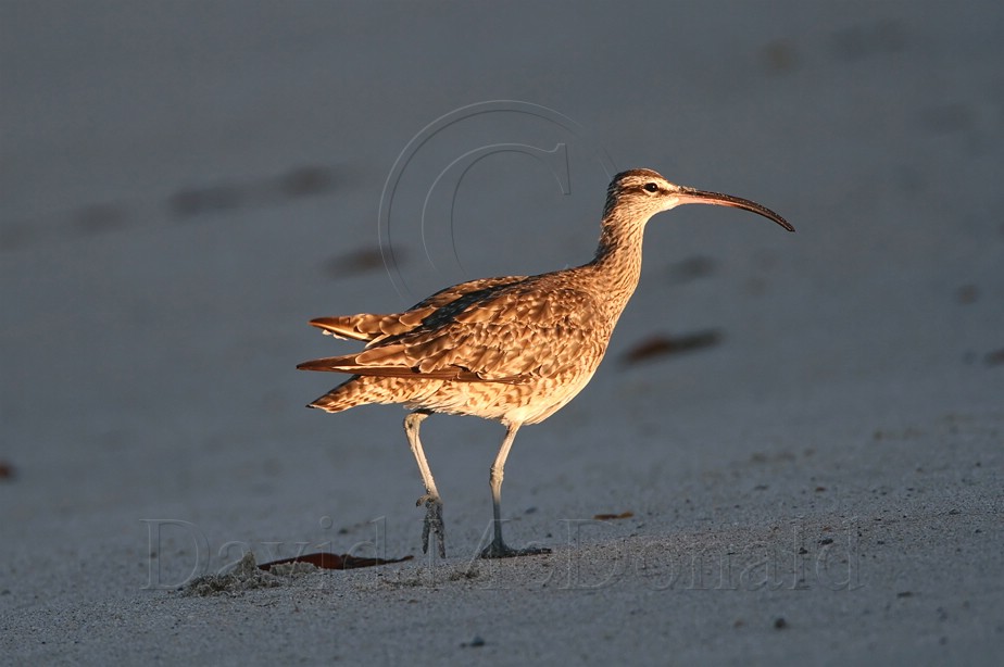 Whimbrel at dawn.jpg