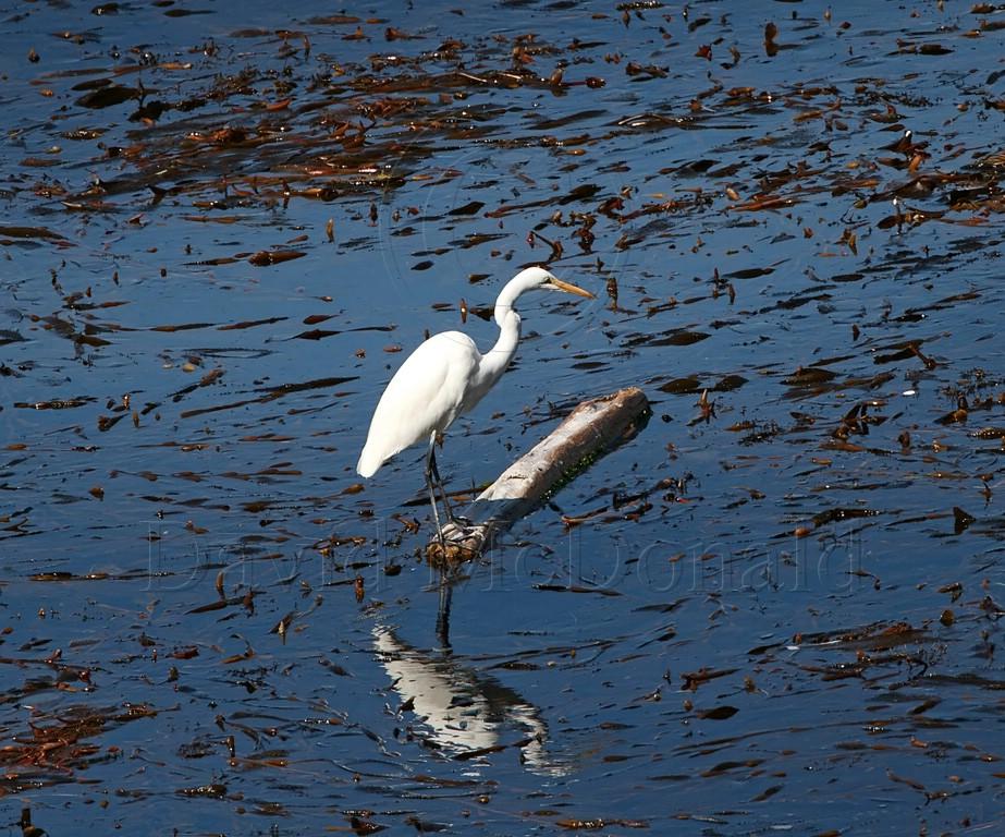 Great Egret_3587.jpg