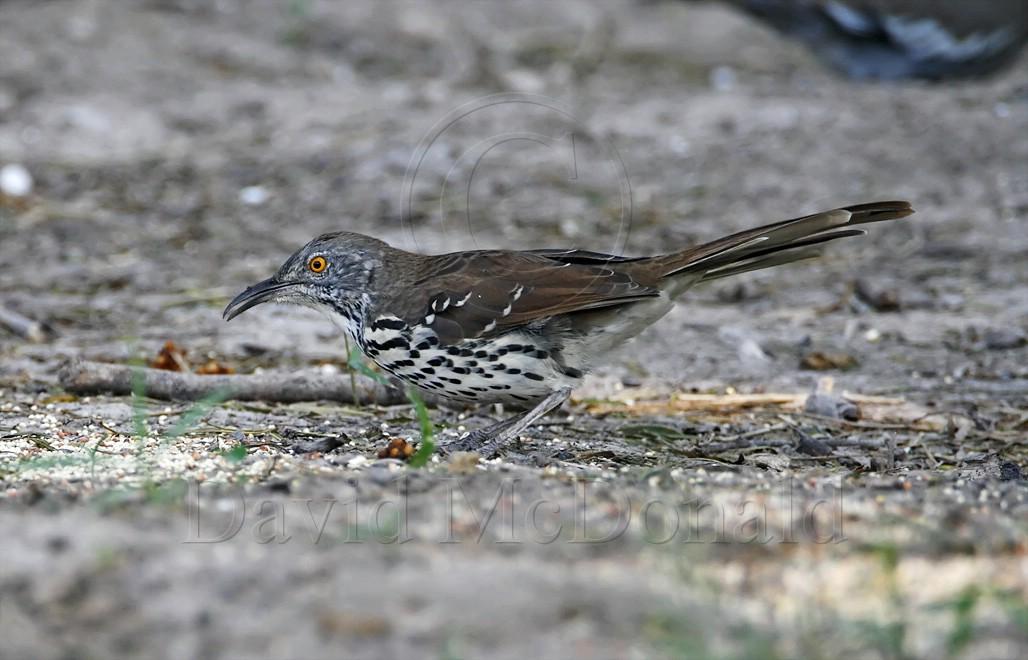 Long-billed Thrasher_6676.jpg