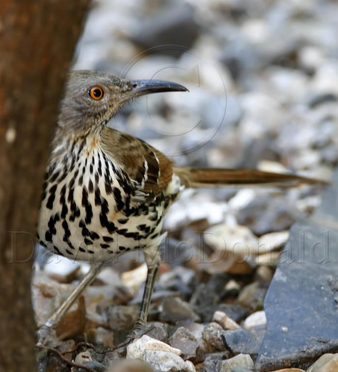 Long-billed Thrasher_5597.jpg