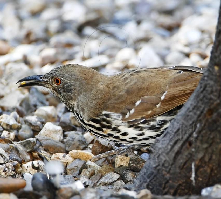 Long-billed Thrasher_5663.jpg