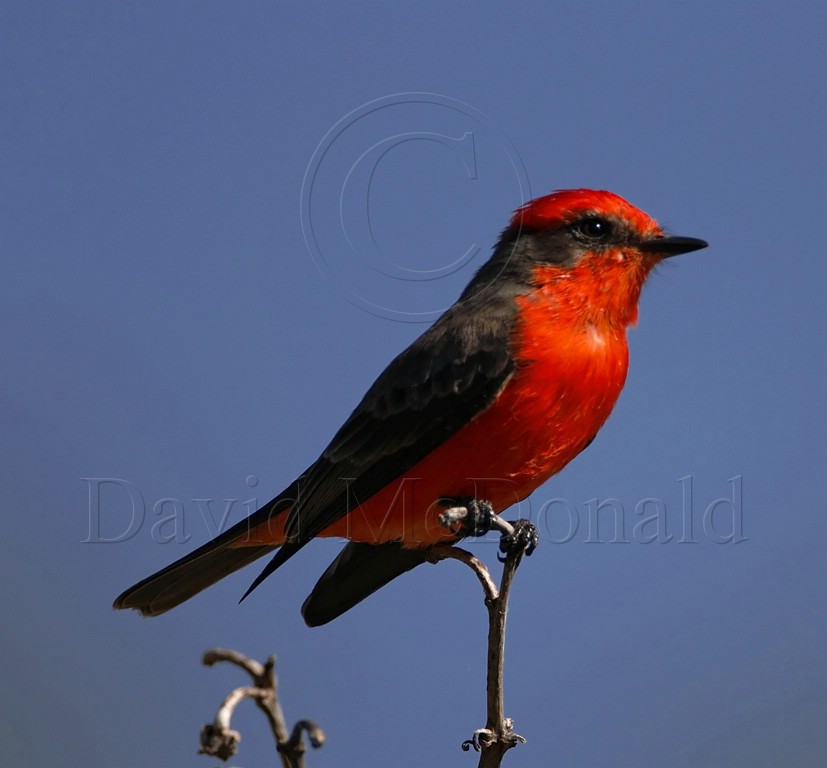 Vermilion Flycatcher - male_6163.jpg