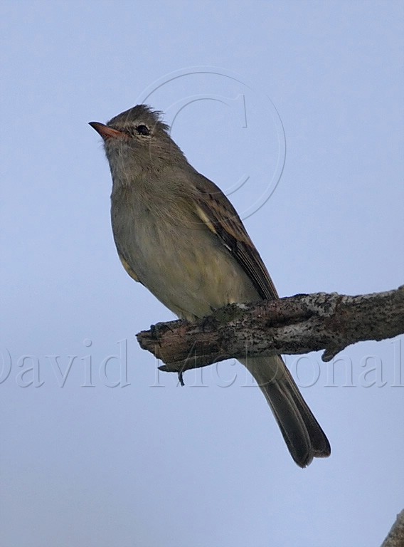 Northern Beardless-Tyrranulet_6420.jpg