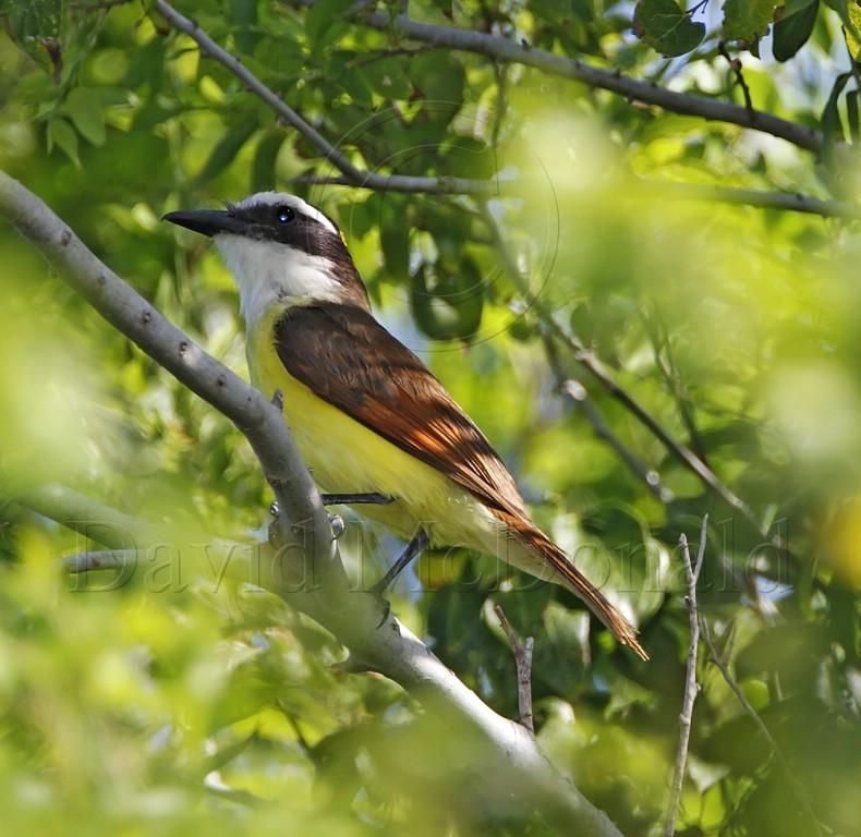 *Great Kiskadee_3946.jpg