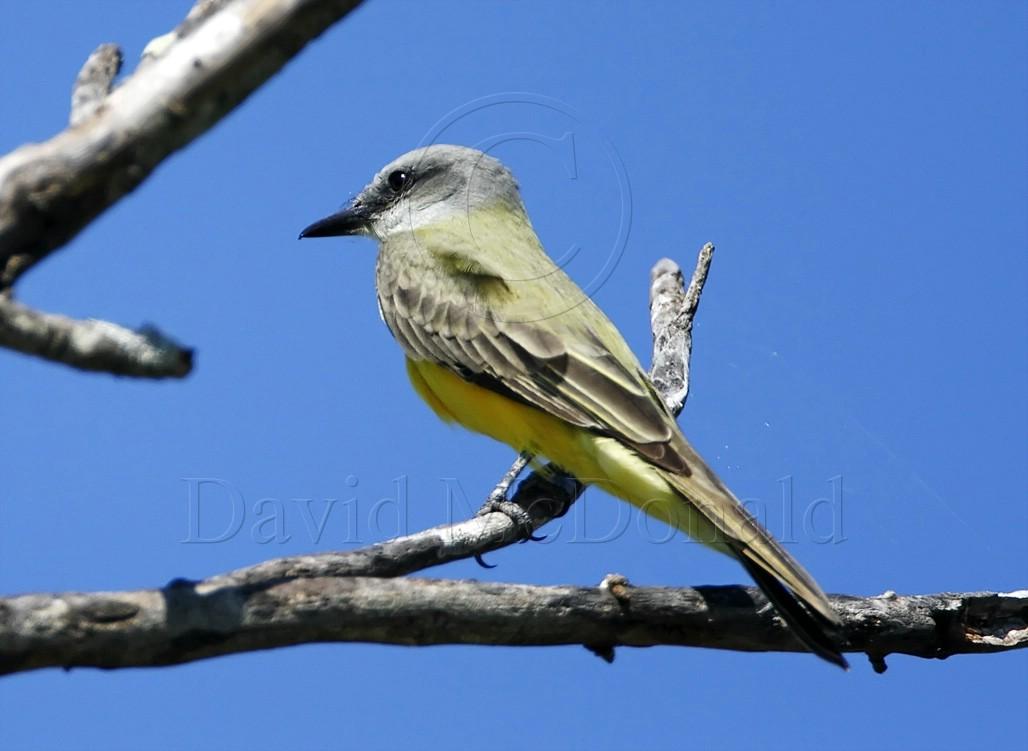 Couchs Kingbird_6258.jpg