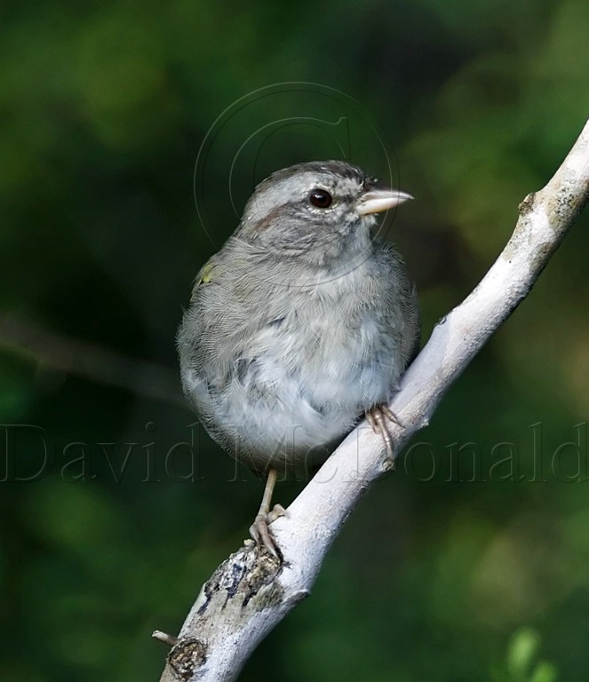 Olive Sparrow_6642.jpg