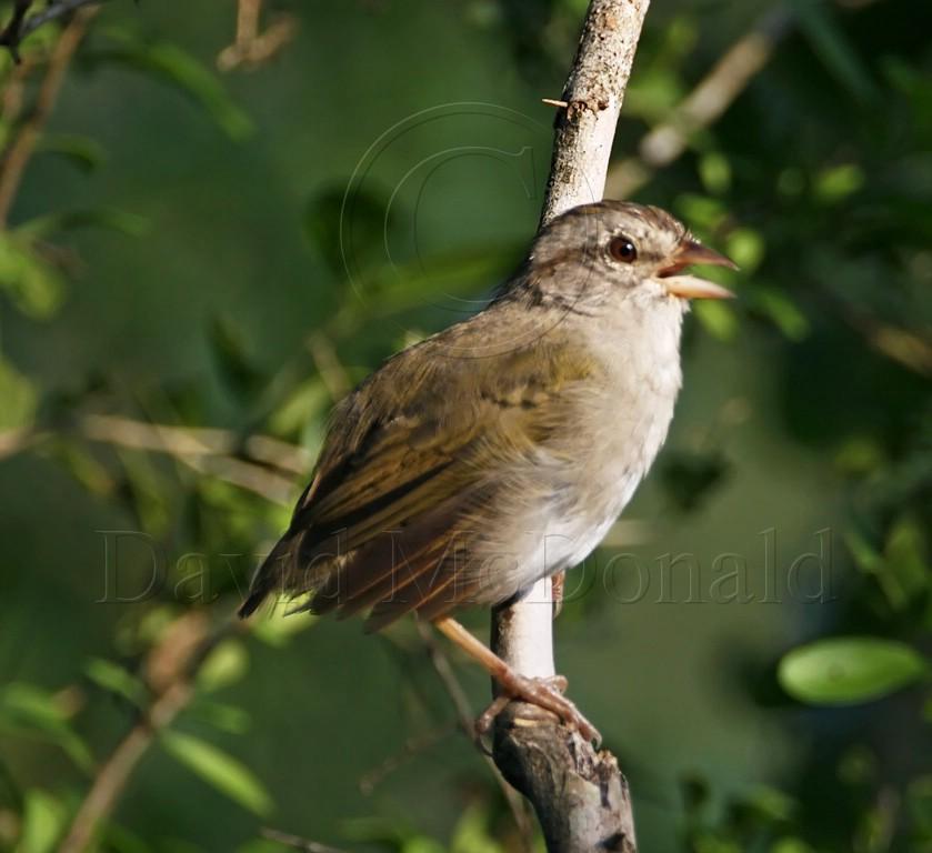 Olive Sparrow_6670.jpg
