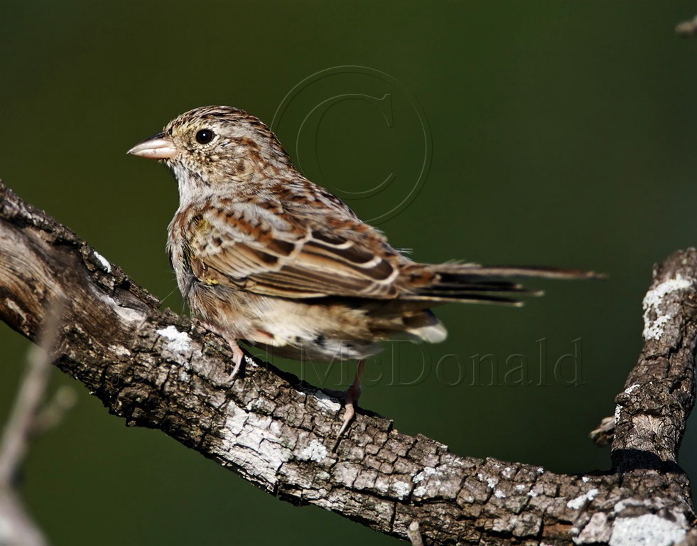 Cassins Sparrow_6049.jpg