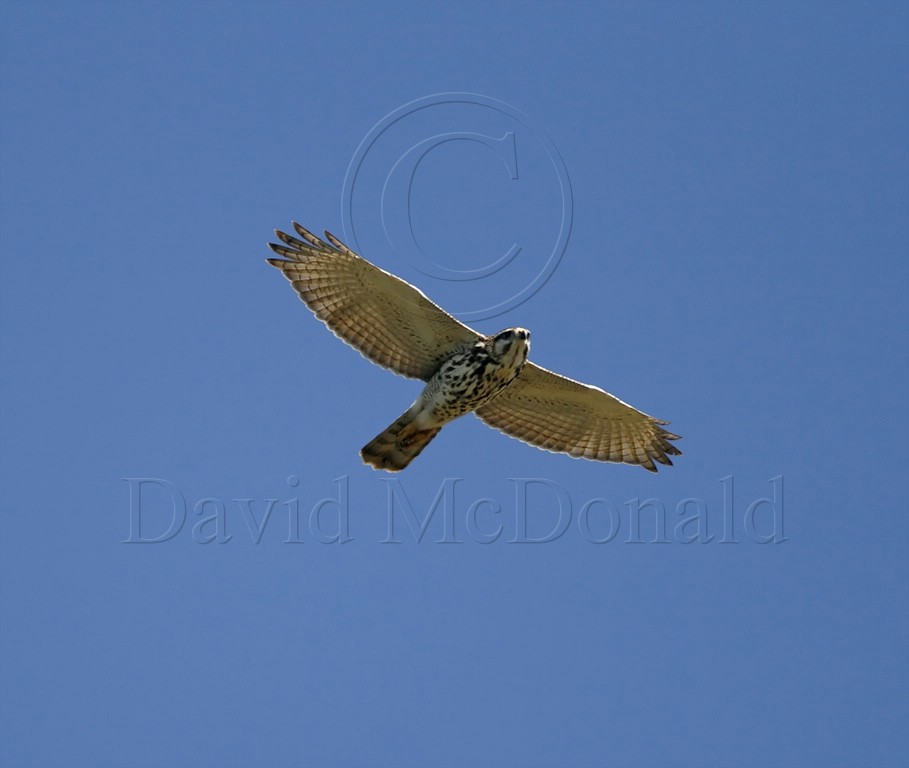 Gray Hawk - juvenile_6108.jpg