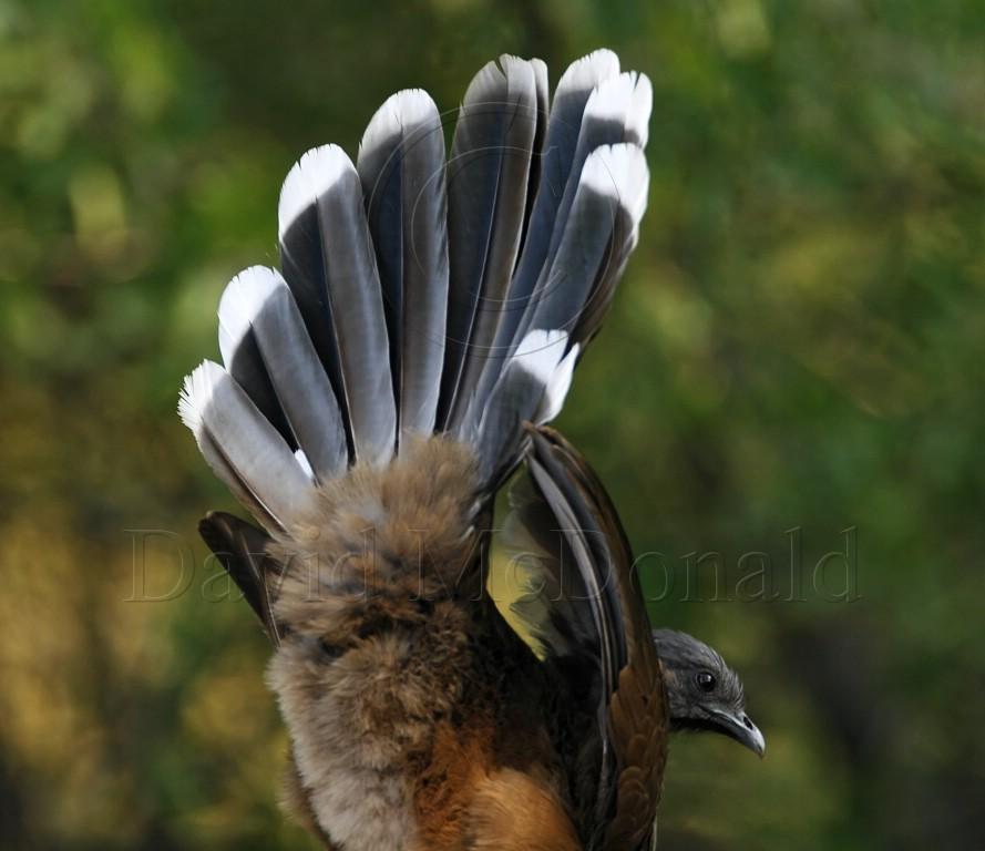 Plain Chachalaca - displaying_6605.jpg