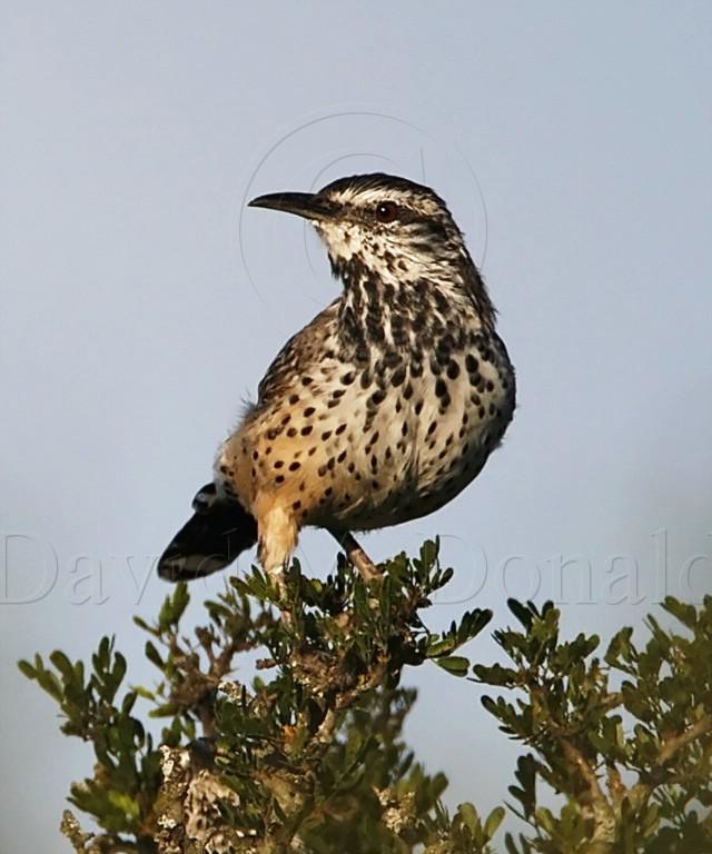 Cactus Wren - adult_5958.jpg