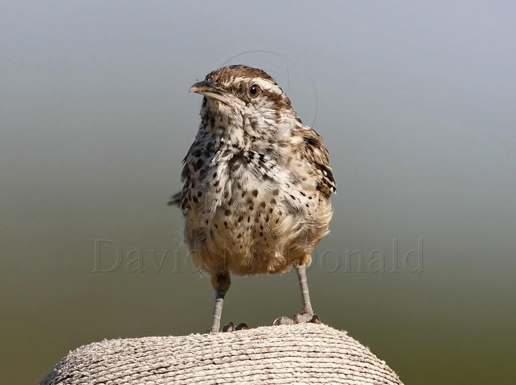 Cactus Wren - juvenile_6054.jpg