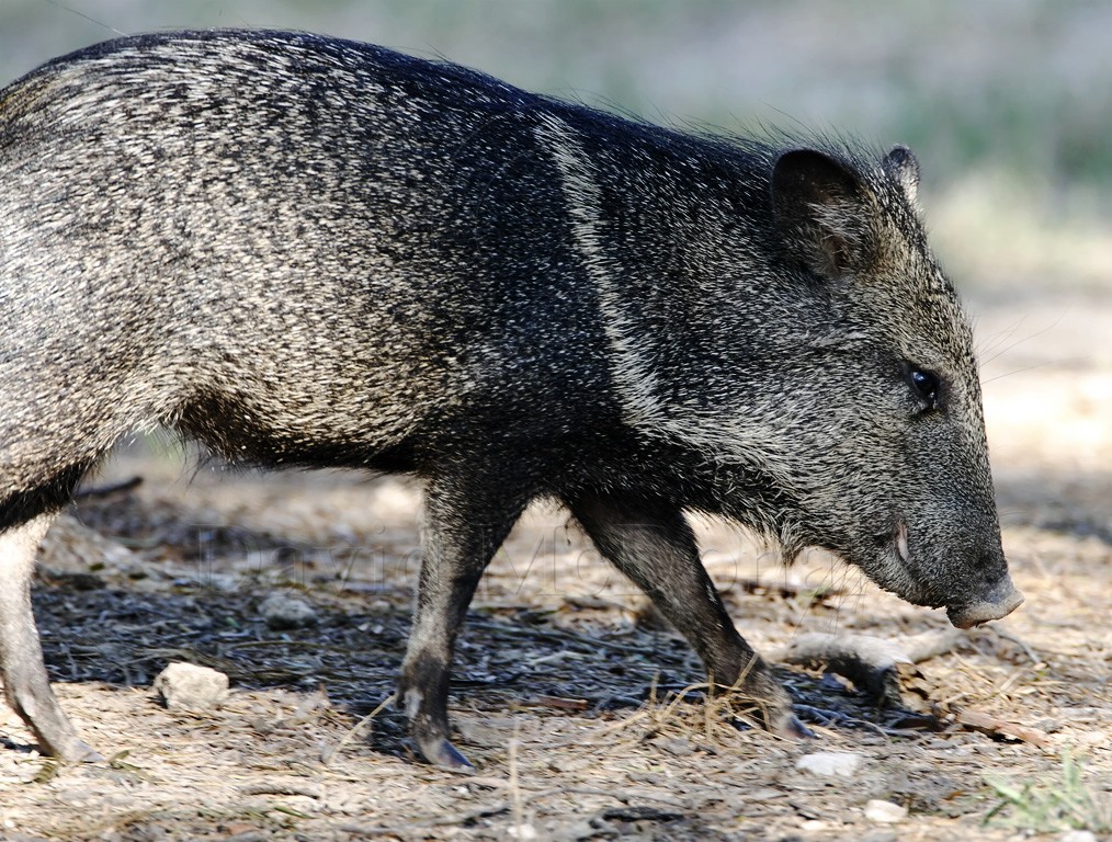 Collared Peccary_6708.jpg