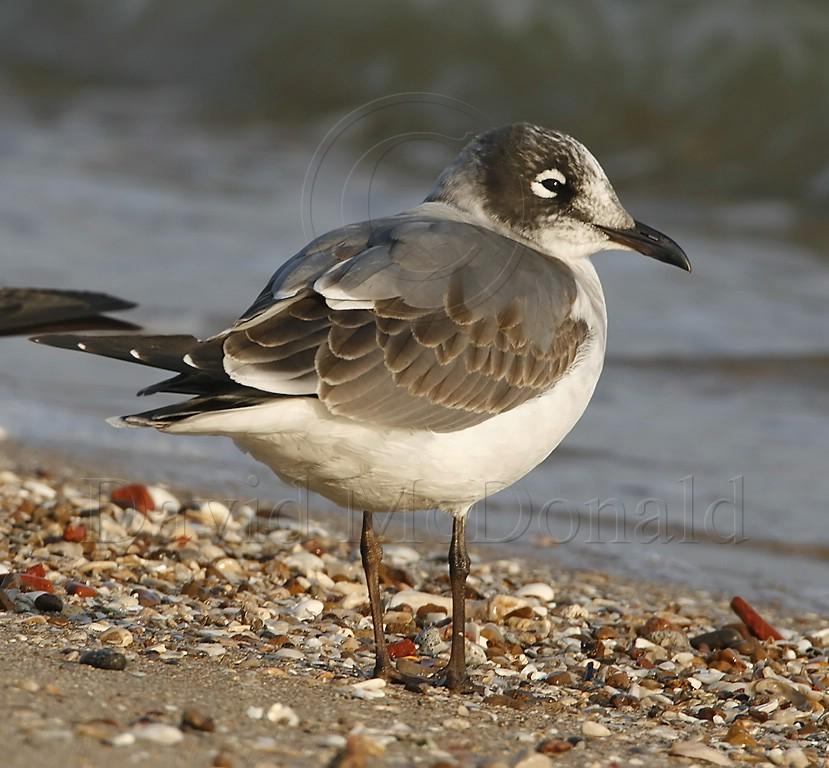 Franklins Gull - 1st winter_7427.jpg