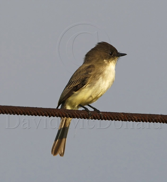 Eastern Phoebe_7484.jpg