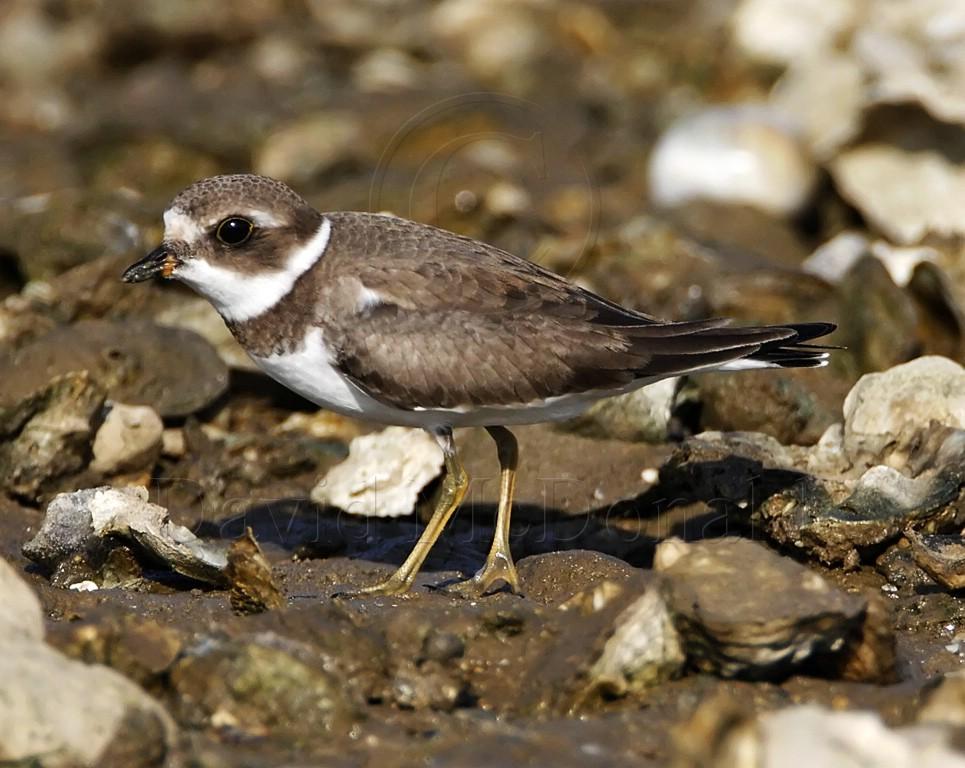 Semi-palmated Plover - juvenile_8156.jpg
