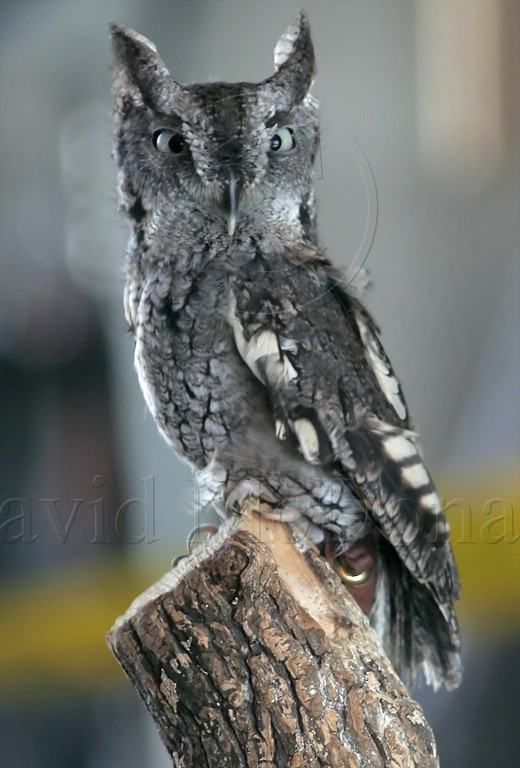 Eastern Screeh-Owl_0009.jpg