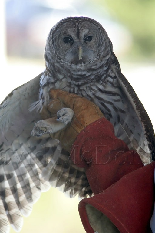 Barred Owl_0017.jpg