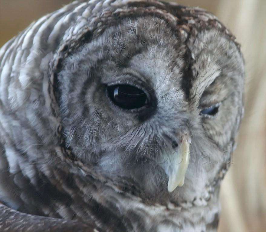 Barred Owl_0025.jpg