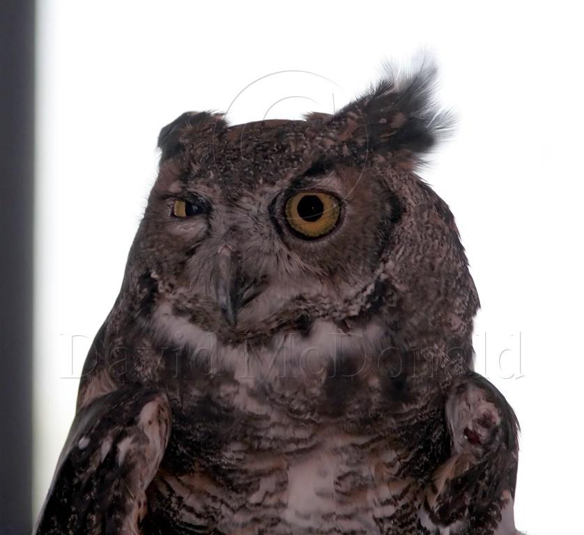 Great Horned Owl_0090.jpg
