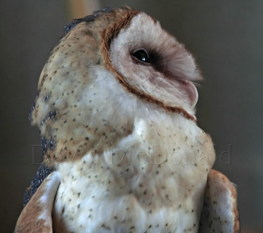 Barn Owl_0054.jpg