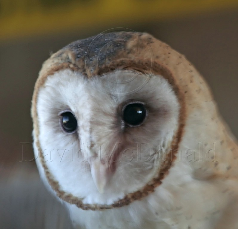 Barn Owl_0031.jpg