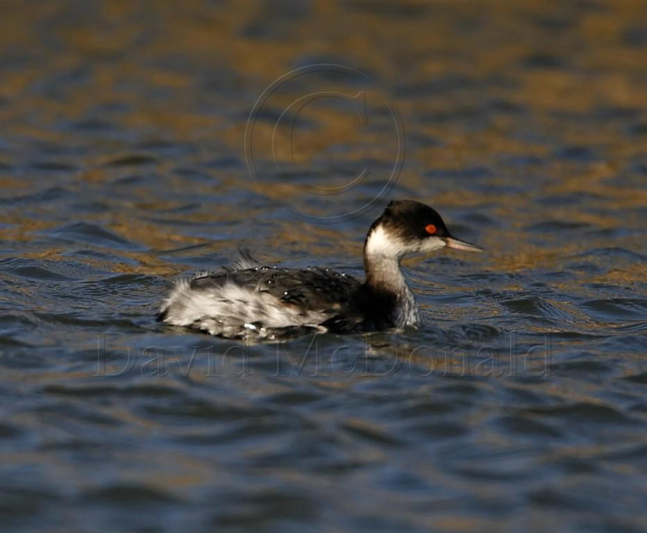 Eared Grebe - non-breeding_8774.jpg