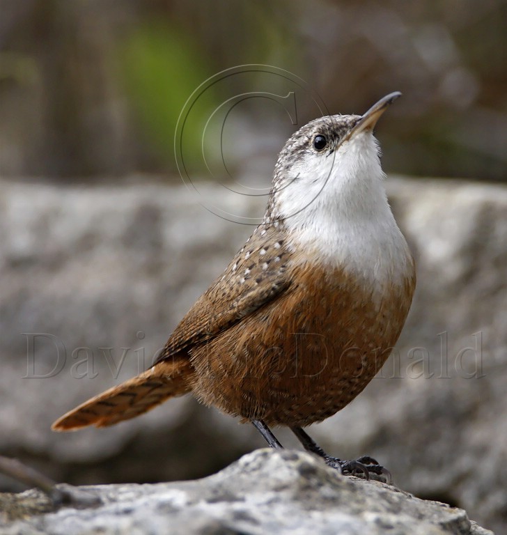 *Canyon Wren_0225.jpg
