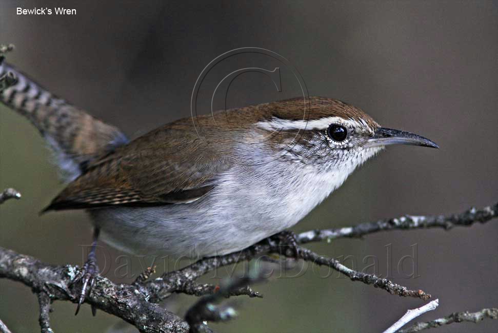 Bewicks Wren_0589.jpg