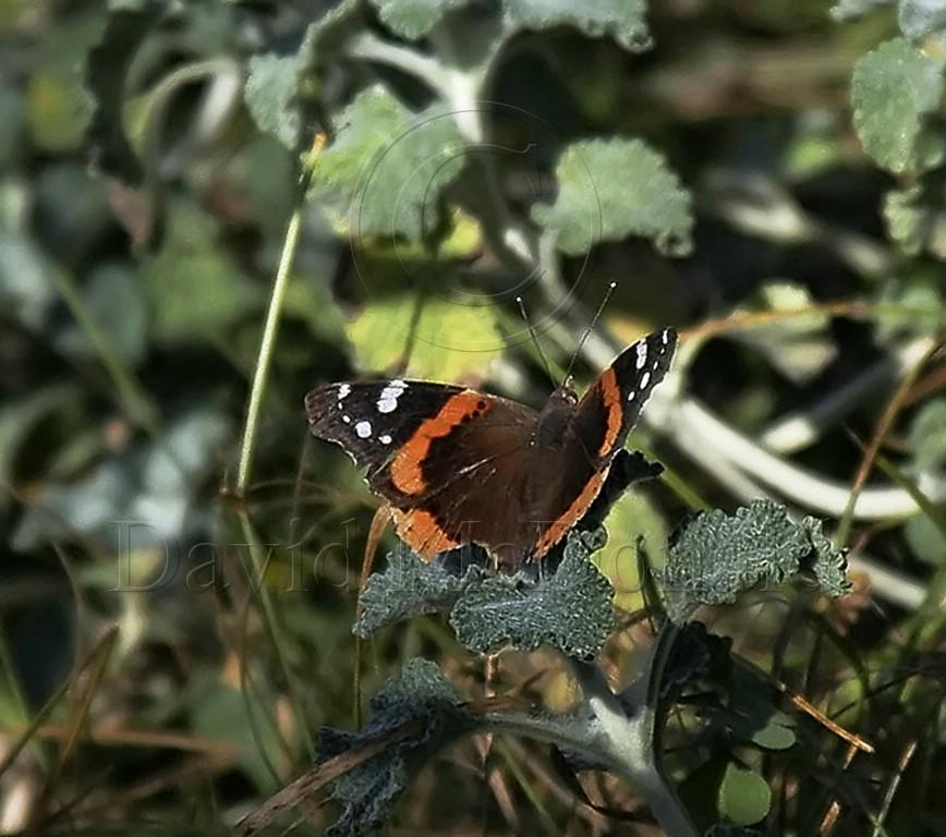 Red Admiral_0007.jpg
