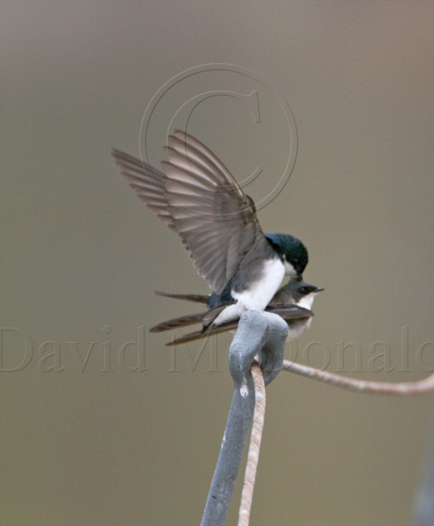 Tree Swallows - copulating_9434.jpg