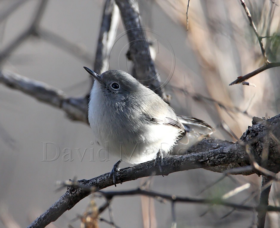 Black-capped Gnatcatcher - female_5467.jpg
