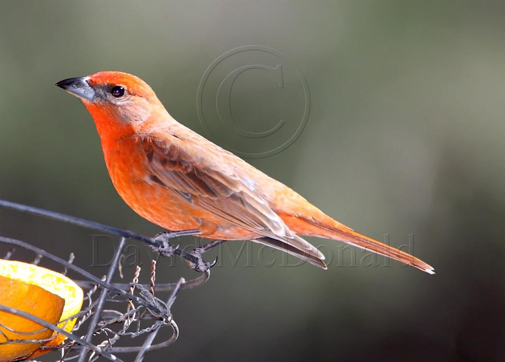 Hepatic Tanager - male_5700.jpg