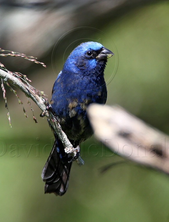 Blue Bunting - male_7387.jpg