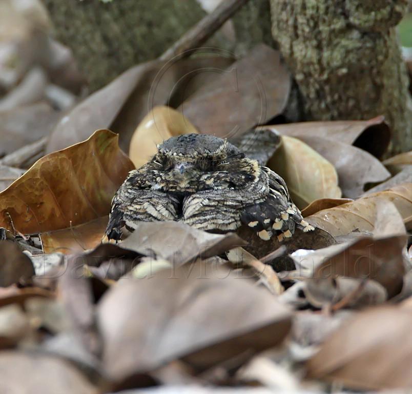 Common Pauraque_6961.jpg