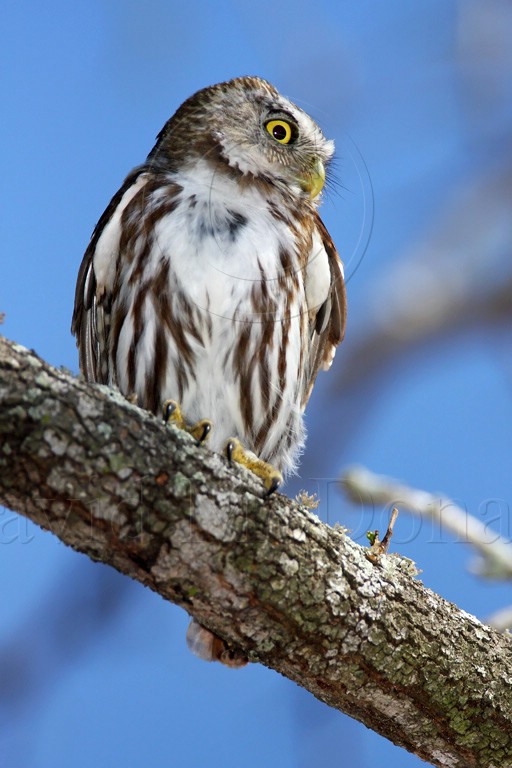 Ferruginous Pygmy-Owl_6720.jpg