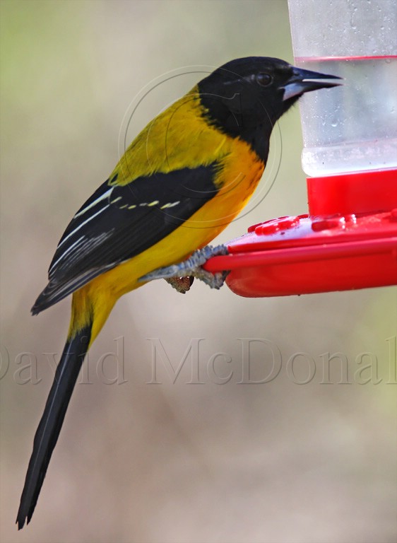 Audubons Oriole_7314.jpg