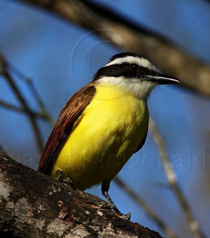 Great Kiskadee_7273.jpg